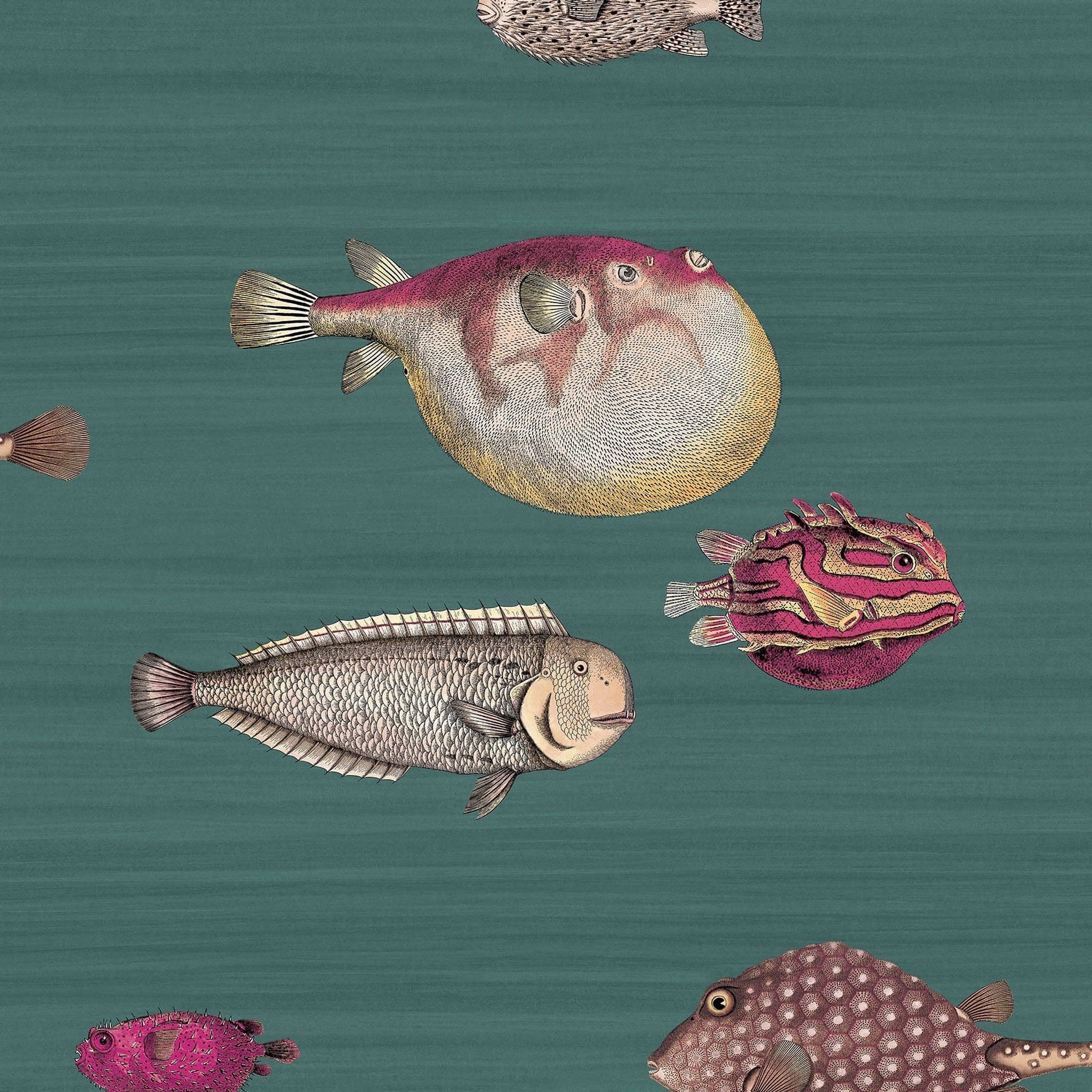 Acquario Wallpaper