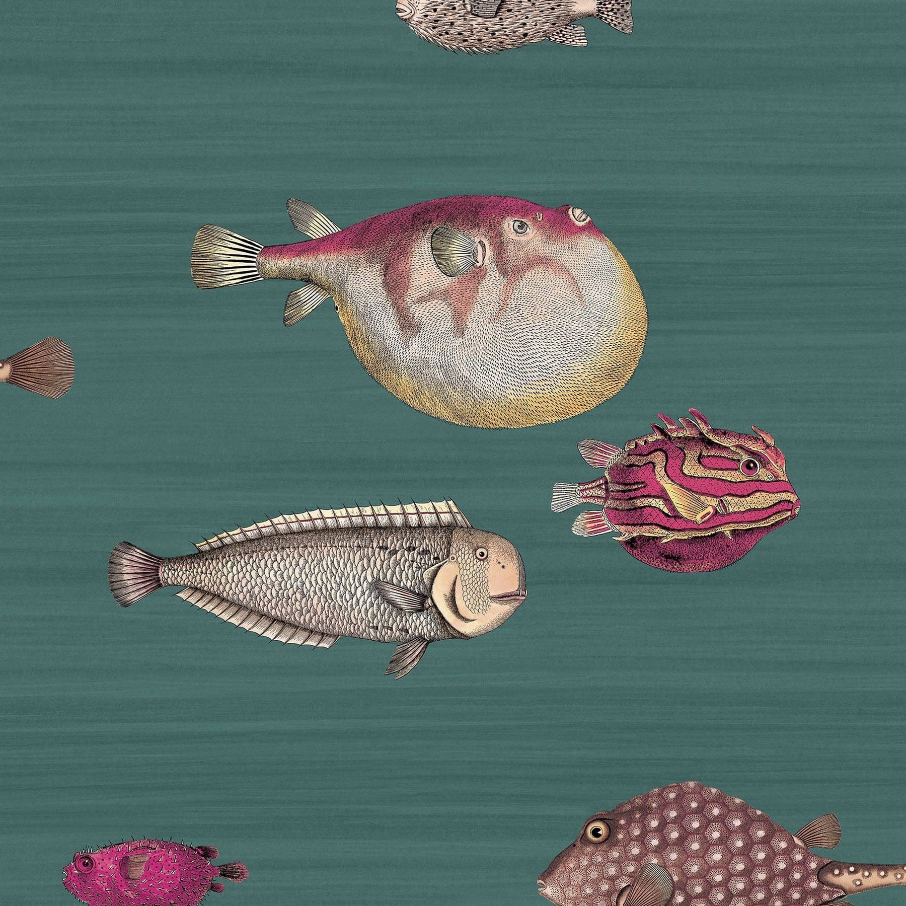 Acquario Wallpaper