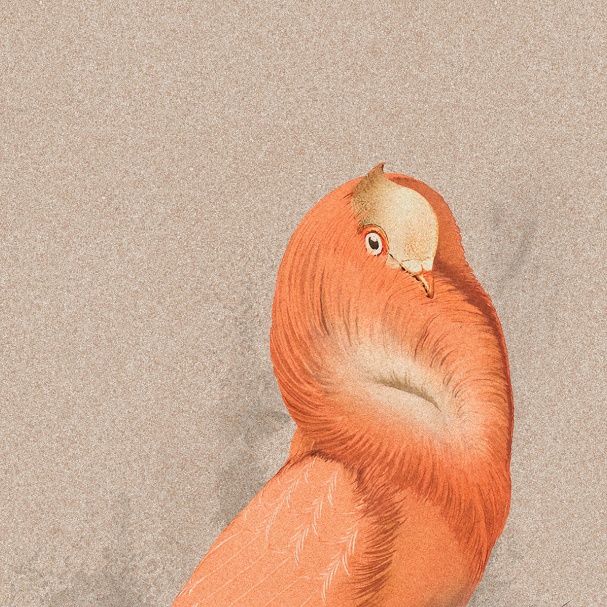 Céramique Special Edition Cloistered Dove de Moooi Ceramic