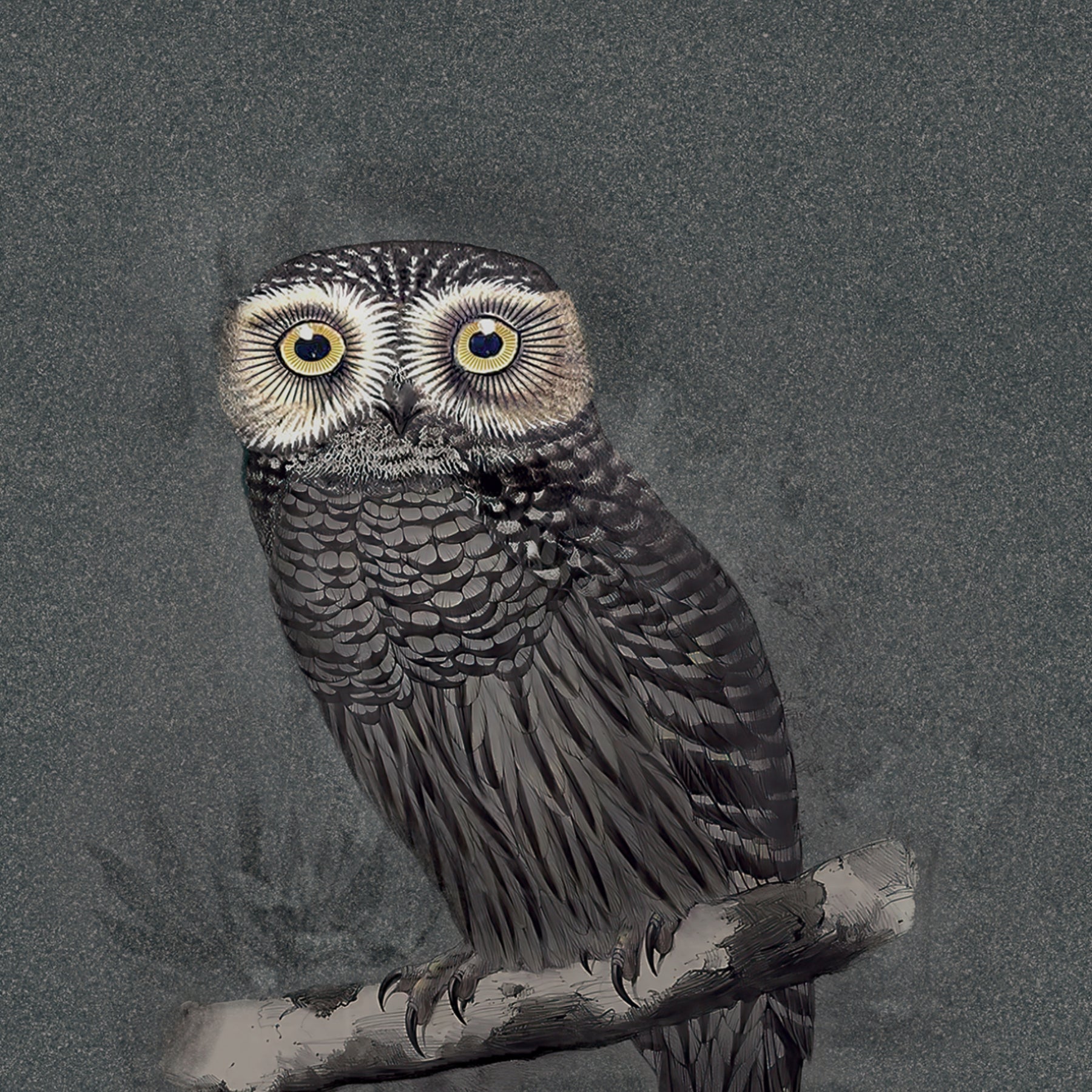 Céramique Special Edition Hypnotic Owl de Moooi Ceramic Surfaces
