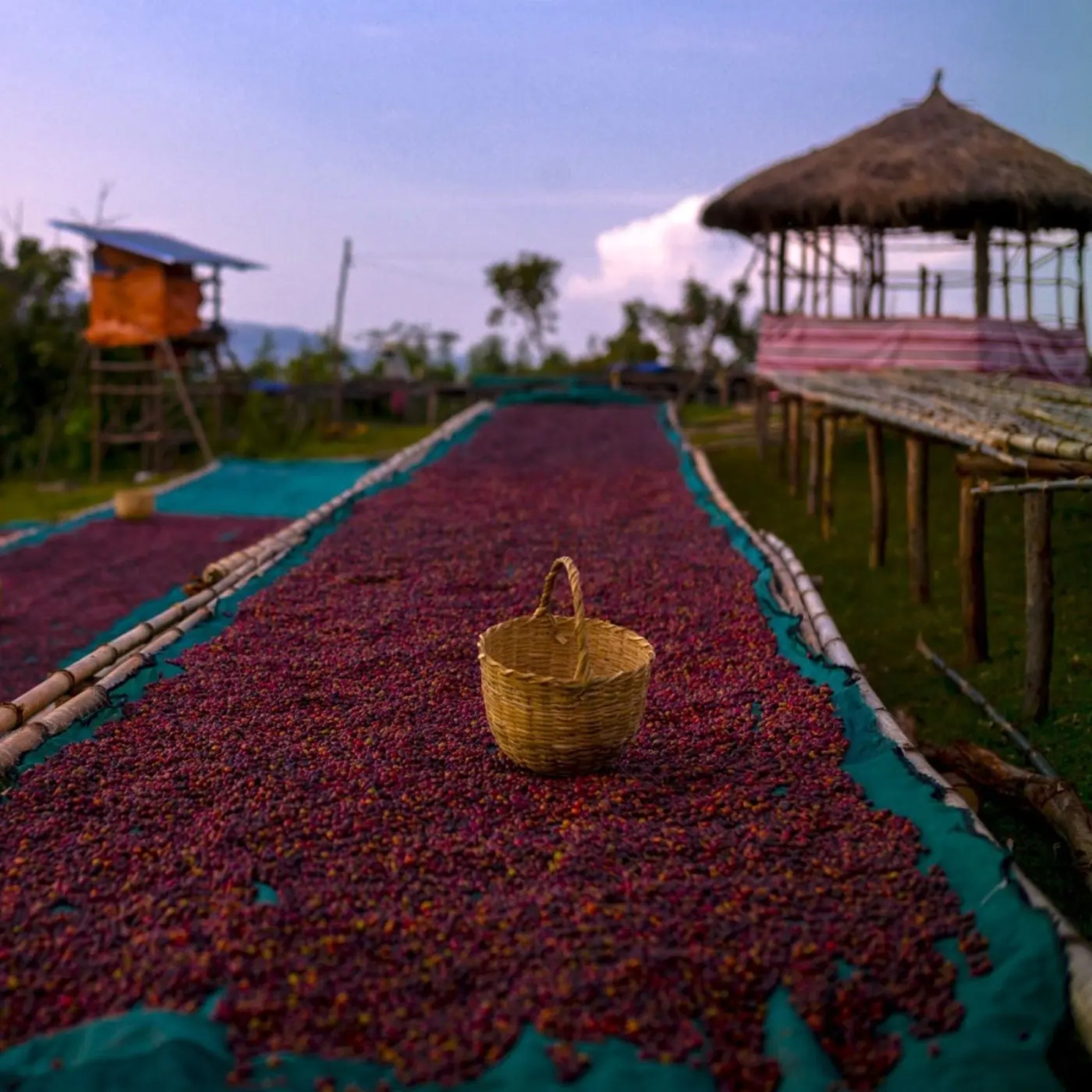 Café en Grains KSF (Khalid Shifa Farm) de Terres de Café