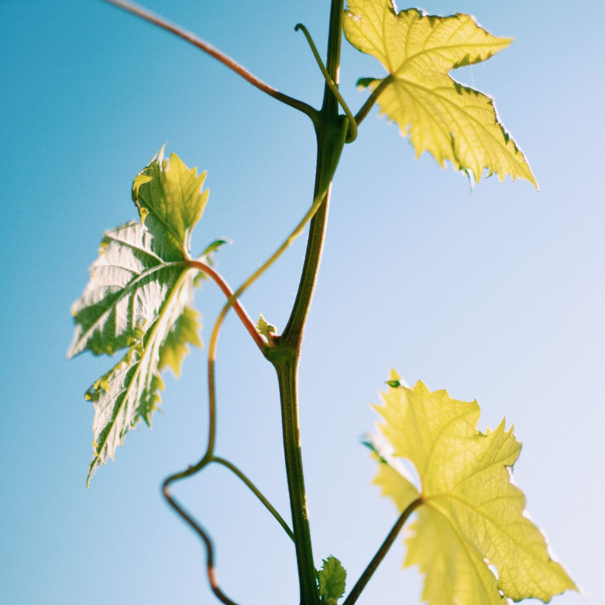 Vinaigre Balsamique de Estoublon