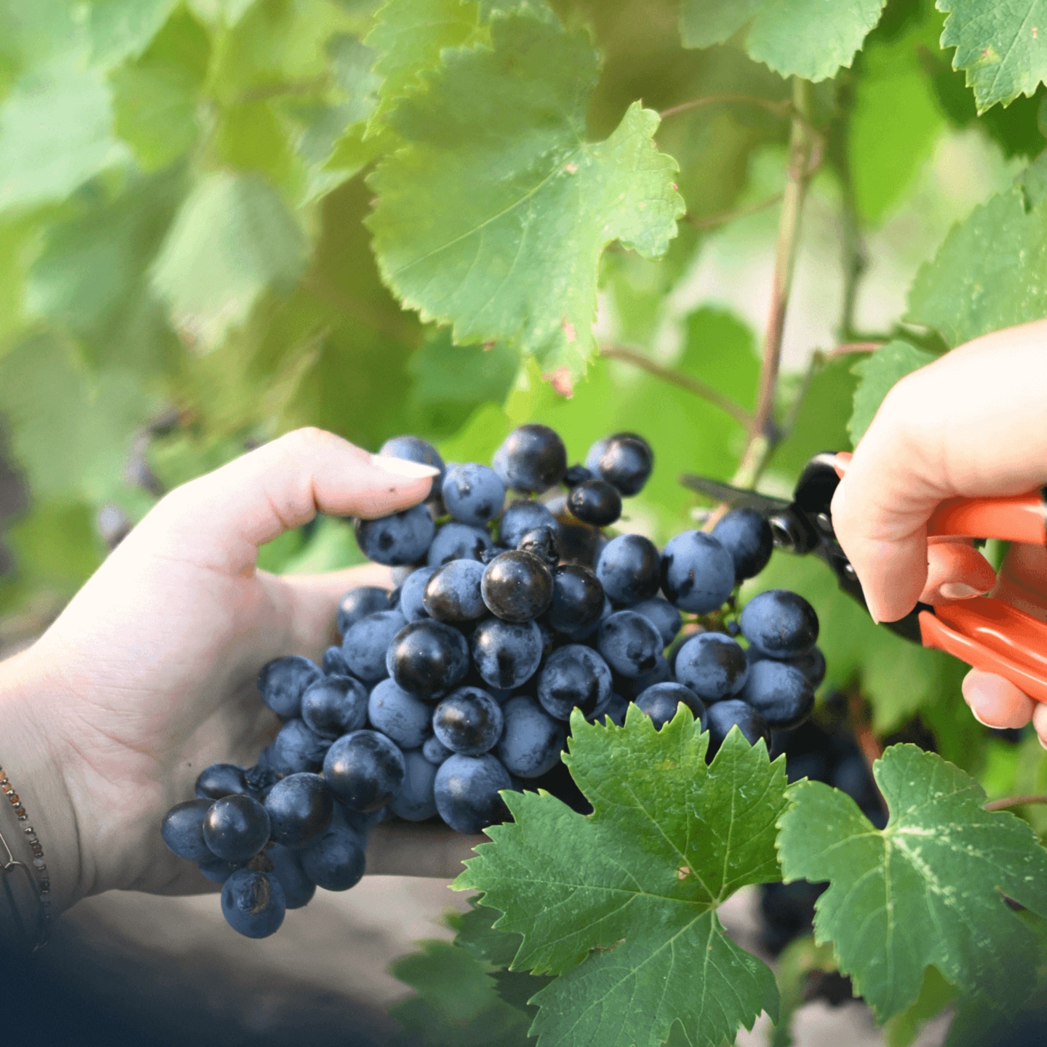 Vinaigre Balsamique de Estoublon